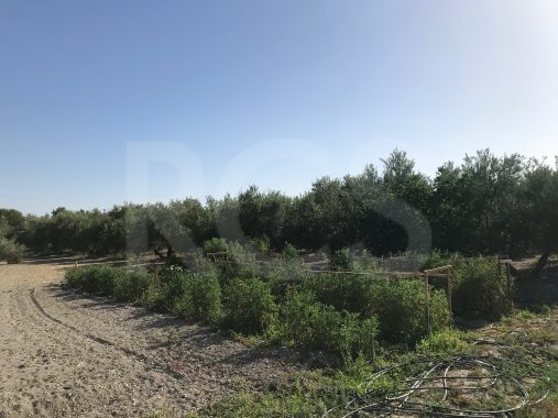 JPEG image 3